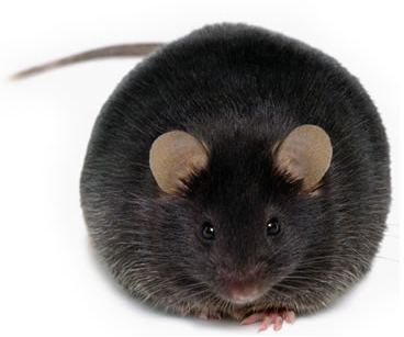 fat mouse