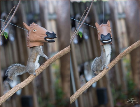 horse-head-squirrel-feeder-930x709-480x365
